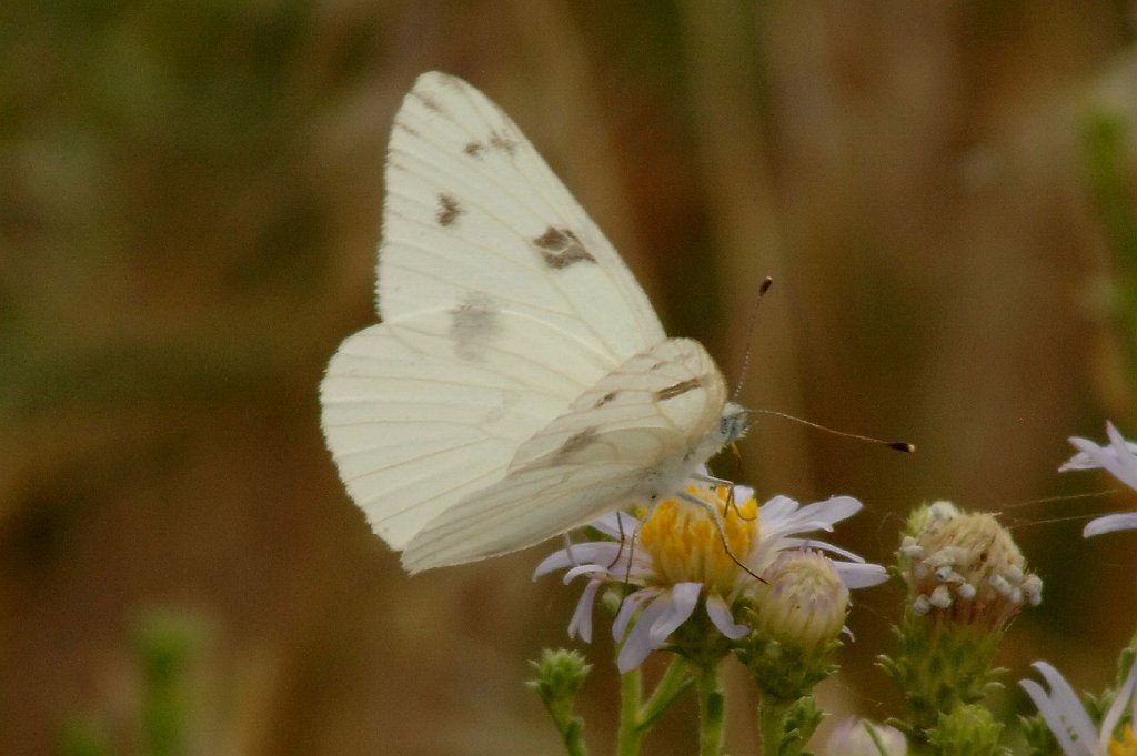 171 2010-06303635b Antelope Island SP, UT.JPG - Spring White Butterfly (Pontia sisymbrii). Antelope Island State Park, UT, 6-30-2010